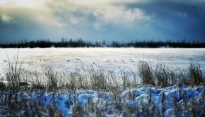 Swans swim in Lake Ontario as the temperature drops