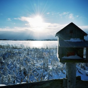 Frozen Birdhouse II